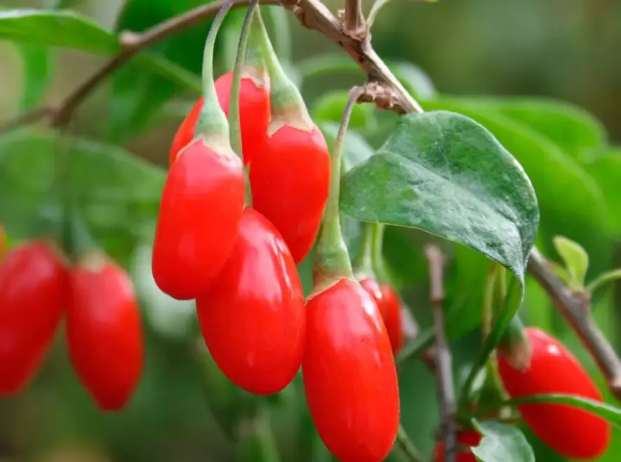 Butasi Goji Soiul Sweet Si Alte Soiuri