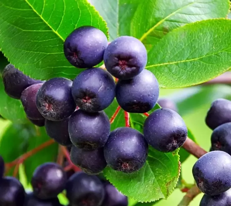 Butasi Aronia Soiul Viking