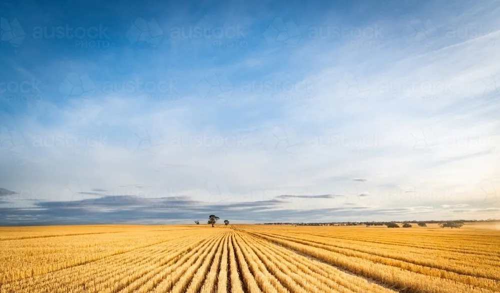 Portofoliu agricol premium 3 000 ha Sudul Romaniei investitionala