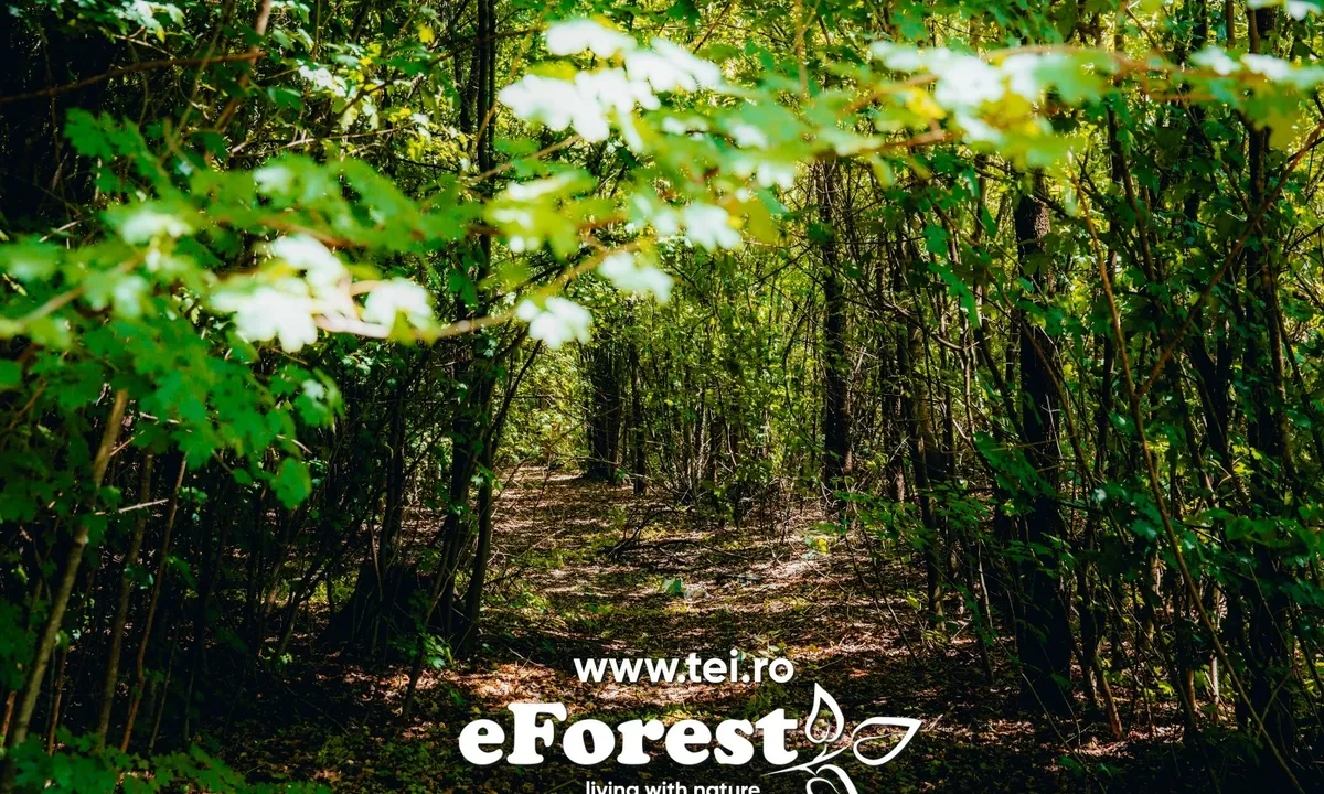 Crevedia loturi de casa intre 2 paduri cu intrare dn eForest