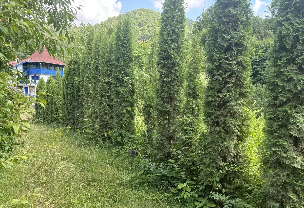 Targu Mures