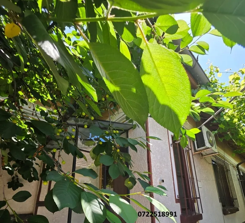 Iancului Vatra Luminoasa Casa
