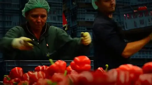 agricultura sera capsuni cehia