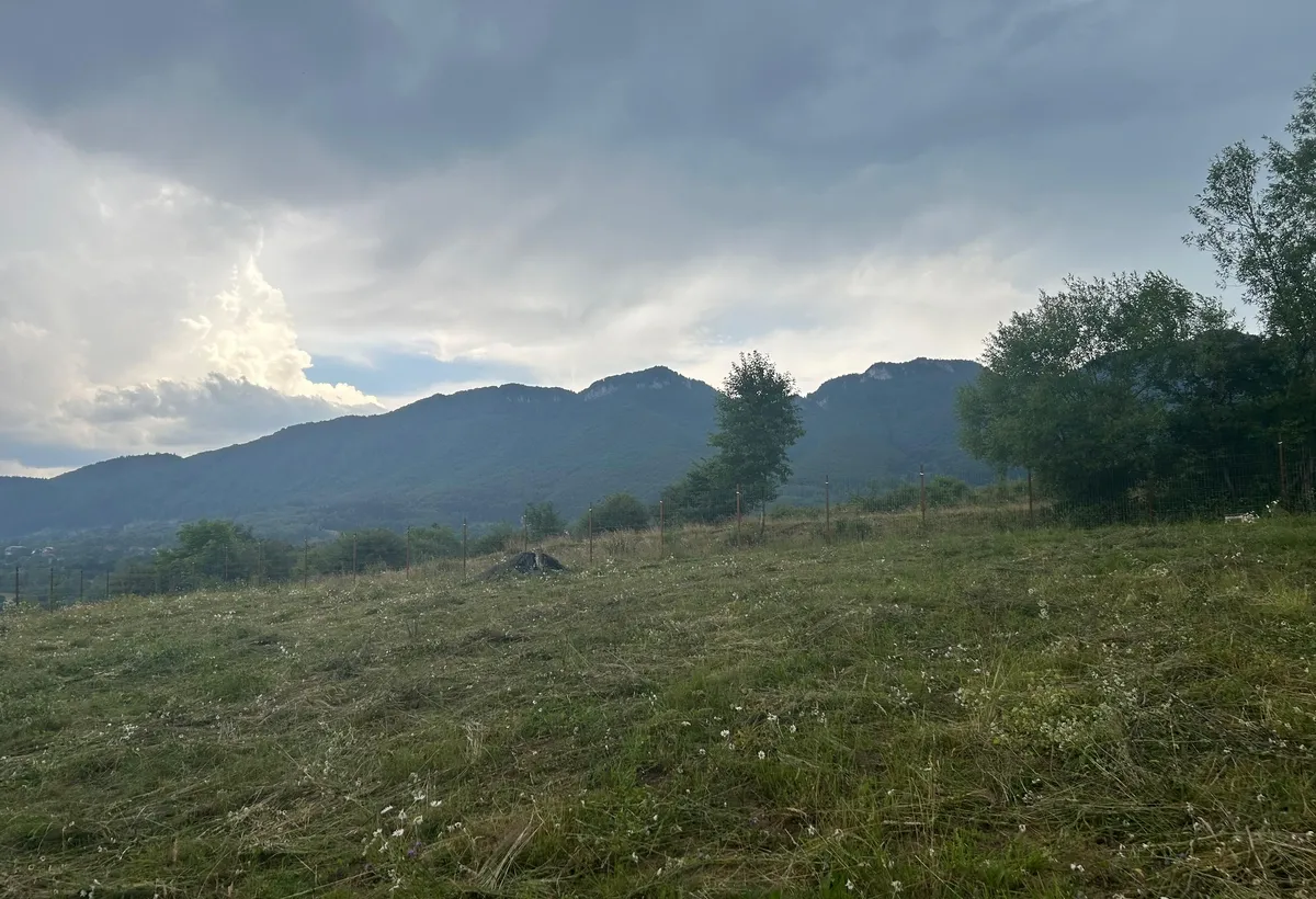 Zarnesti Tohanita