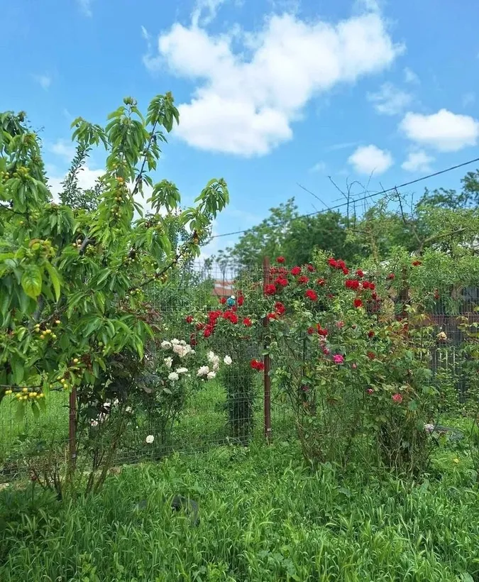 Muta te la tara teren 2500 mp gradina si casa aproape de Bucuresti