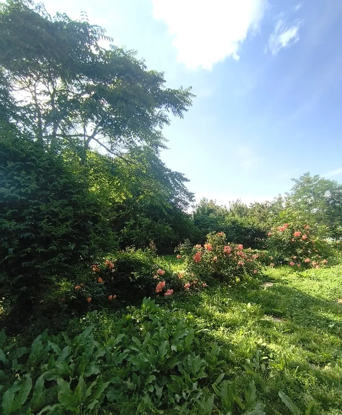 Jilava Tineretului Casa solida 1000mp Teren 260mp 175 000 eur