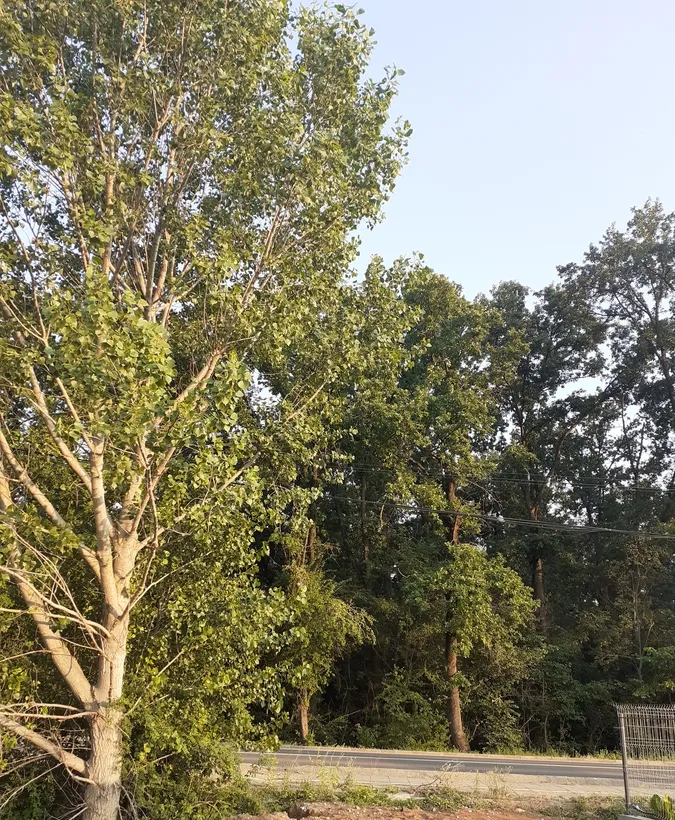 Snagov Vladiceasca padure