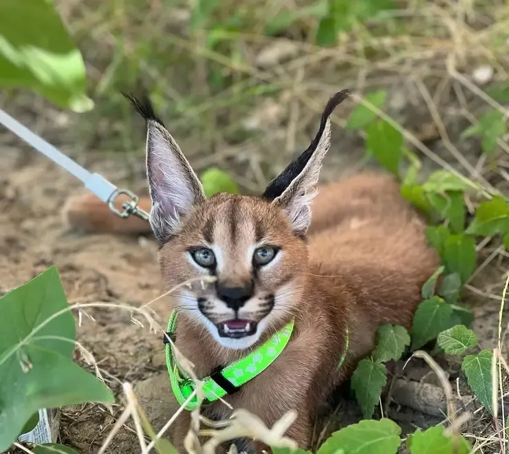 Pisicute caracal frumoase disponibile