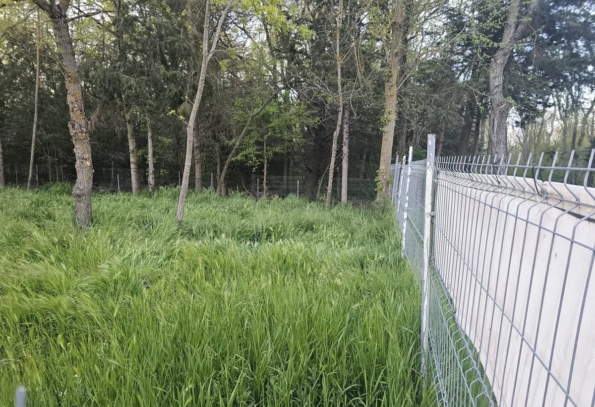 Mangalia str Ferdinand nr 32 Jupiter