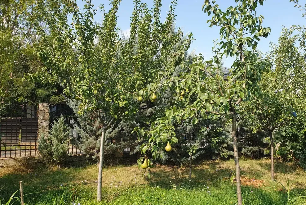 Urgent teren cu foisor si pomi fructiferi