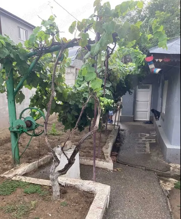 Pantelimon Bucuresti