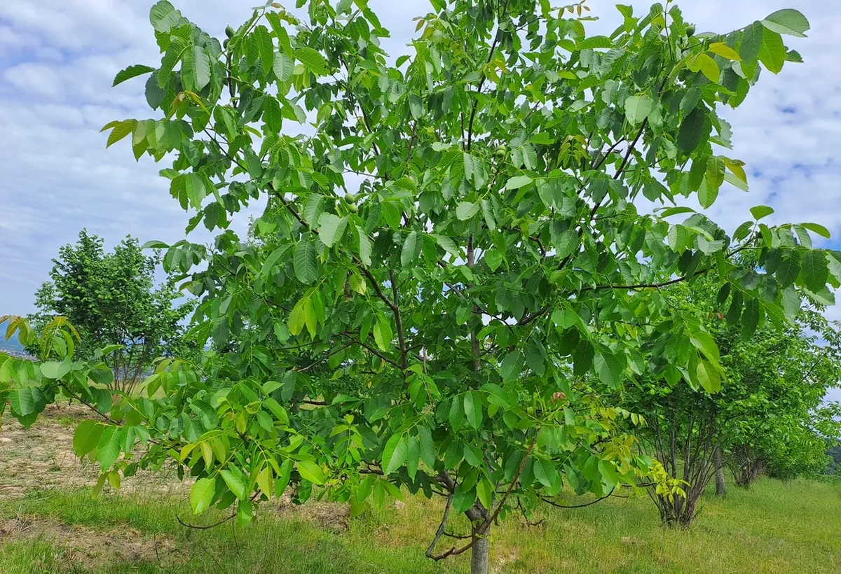 Negresti Oas Satu Mare Teren 34000 mp