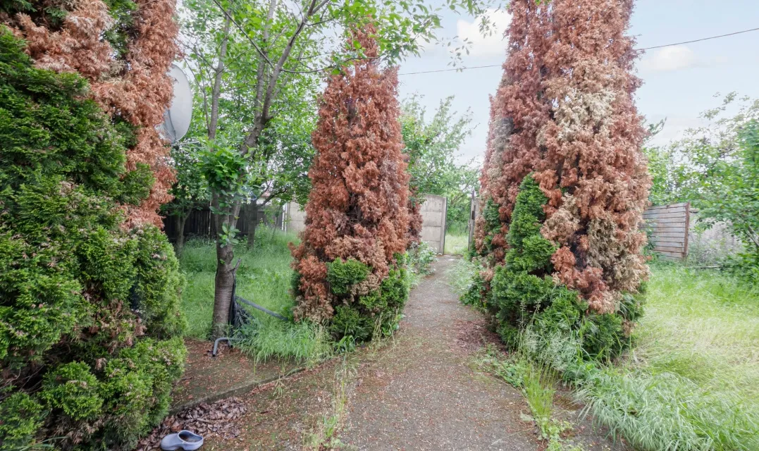 Gradistea lac Caldarusani teren 900 mp deschidere 14 m acces la utilitati