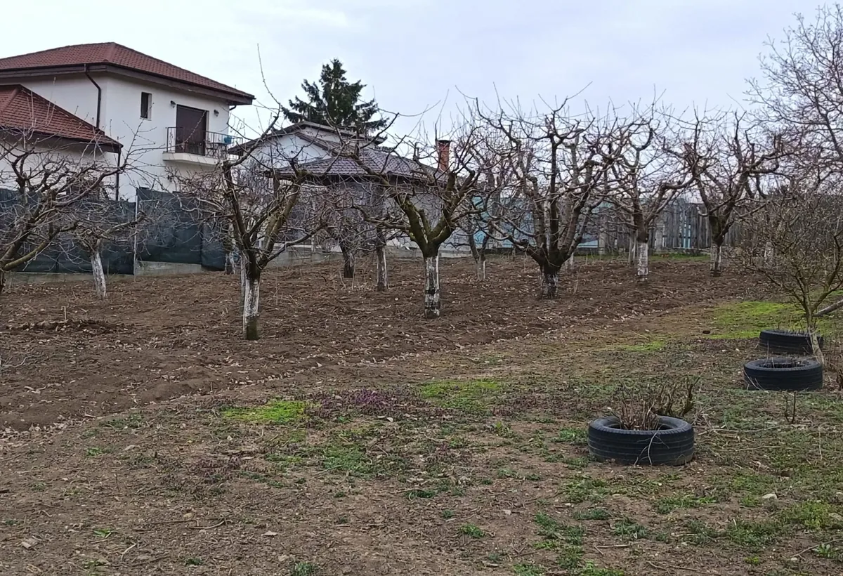 Buftea Ilfov
