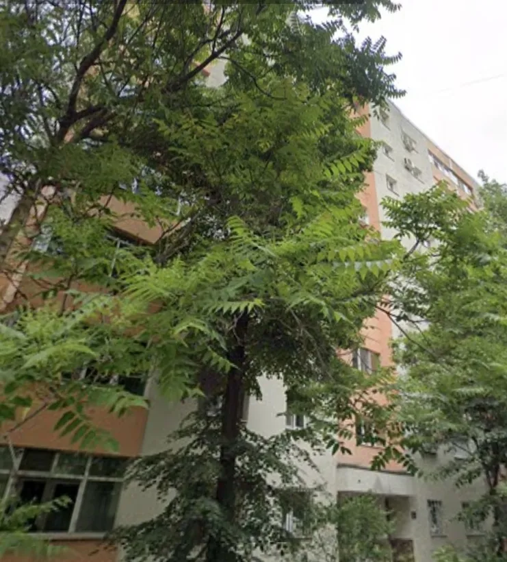 Lacul Tei Teiul Doamnei 5 minute Facultatea de Constructii