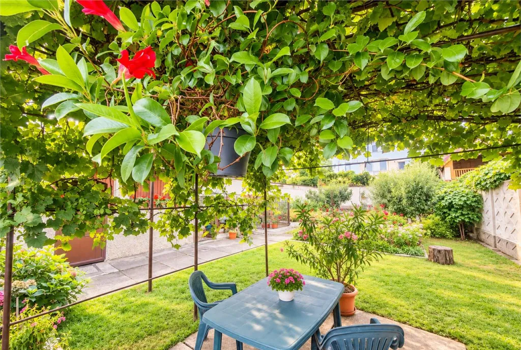Poveste saseasca la umbra vitei de vie cu crama gradina flor