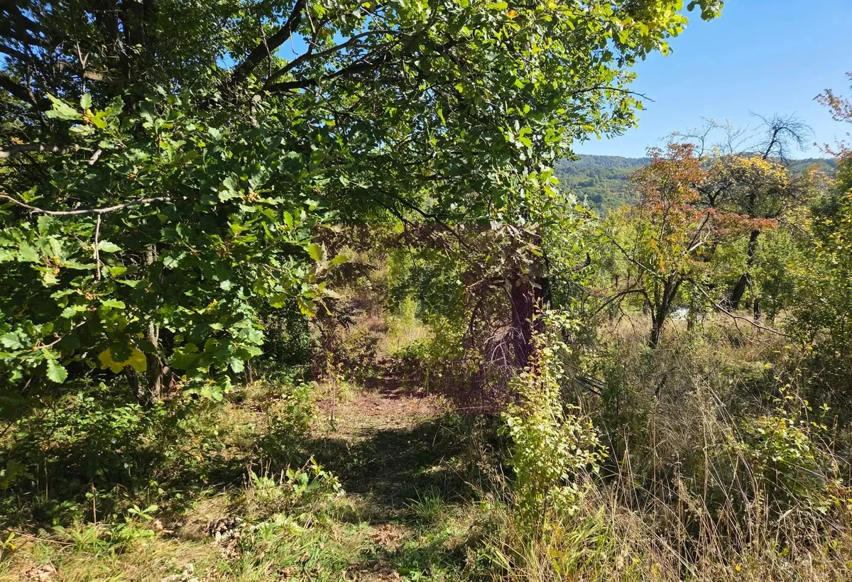 Teren extravilan de 10 452 mp de vanzare in Lunca Mare