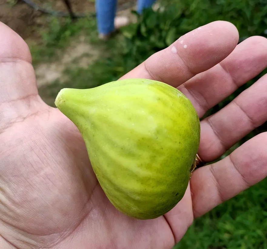 Podgoria Plesesti