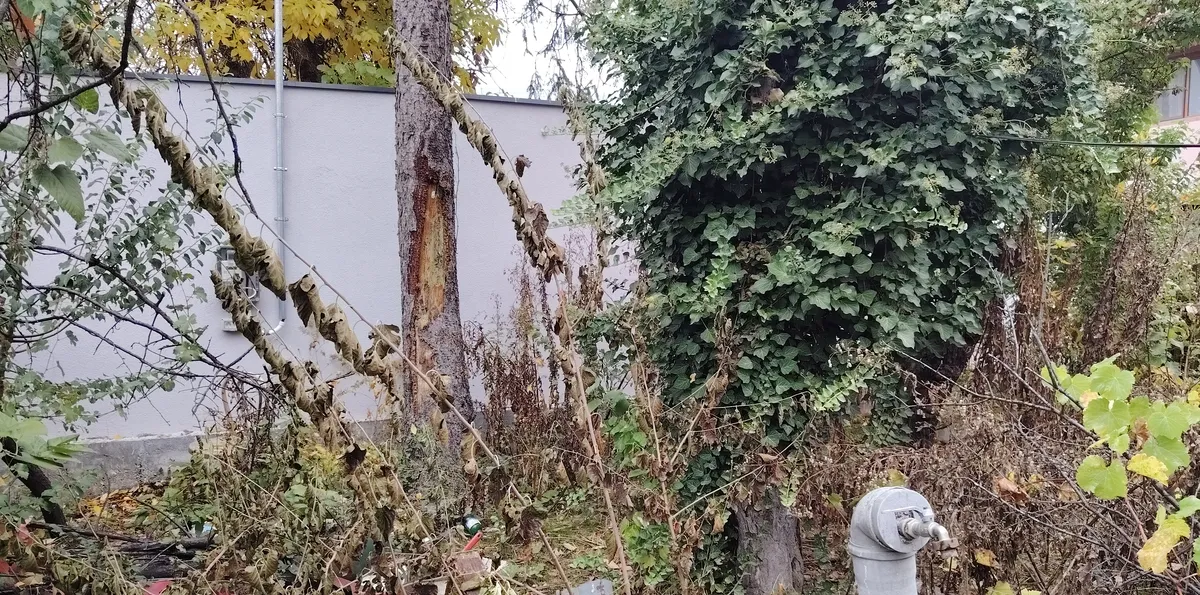 Sos Giurgiului/Drumul Gazarului