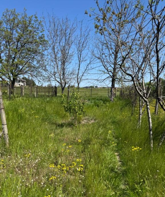 Cumparatorii de case atentie Campineanca Vrancea