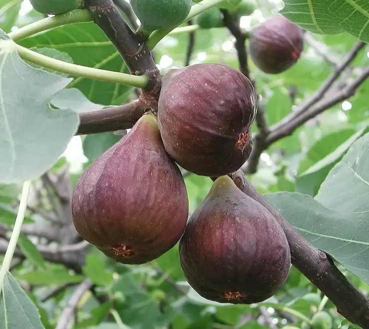 Butasi Smochini Soiul Napolitan Si Alte Soiuri