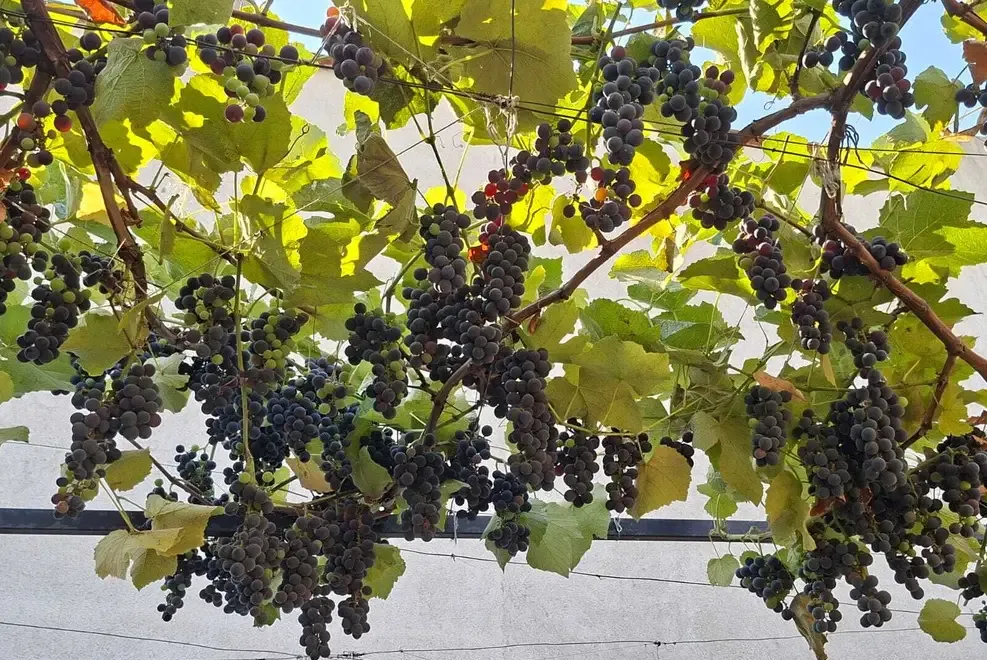 Must struguri soi capsunica 100 BIO