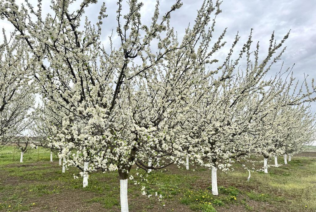 Inchiriez parcare acoperita Top City Coresi Covered par