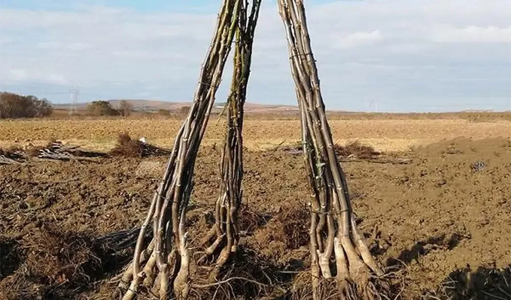 Investeste in livada de nuc geoagiu