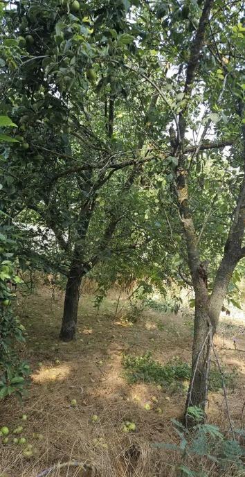 Casa batraneasca 3 cam teren 1 056 mp cu iesire la lac Petrachioaia