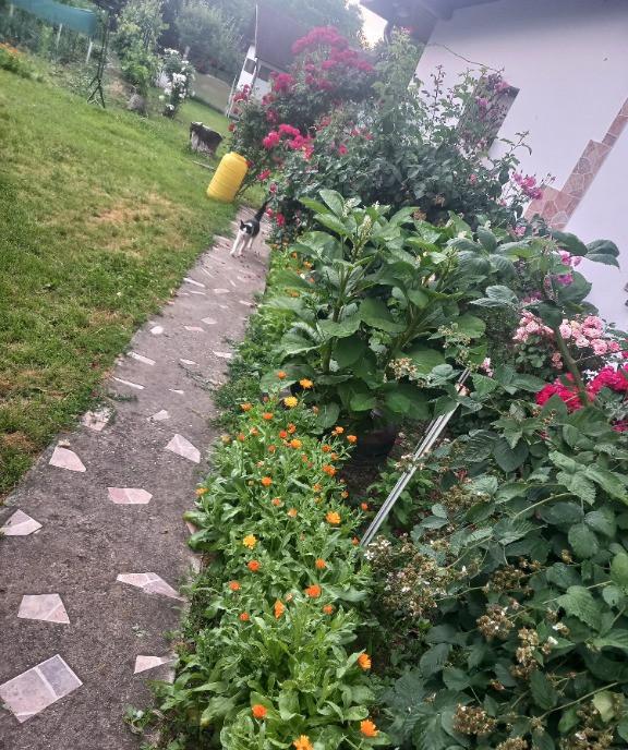 Casa si 1900 m teren Mosteni Giurgiu la 25 km de Bucuresti