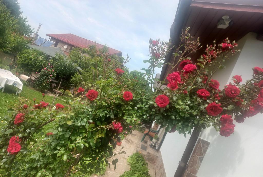 Casa si 1900 m teren Mosteni Giurgiu la 25 km de Bucuresti