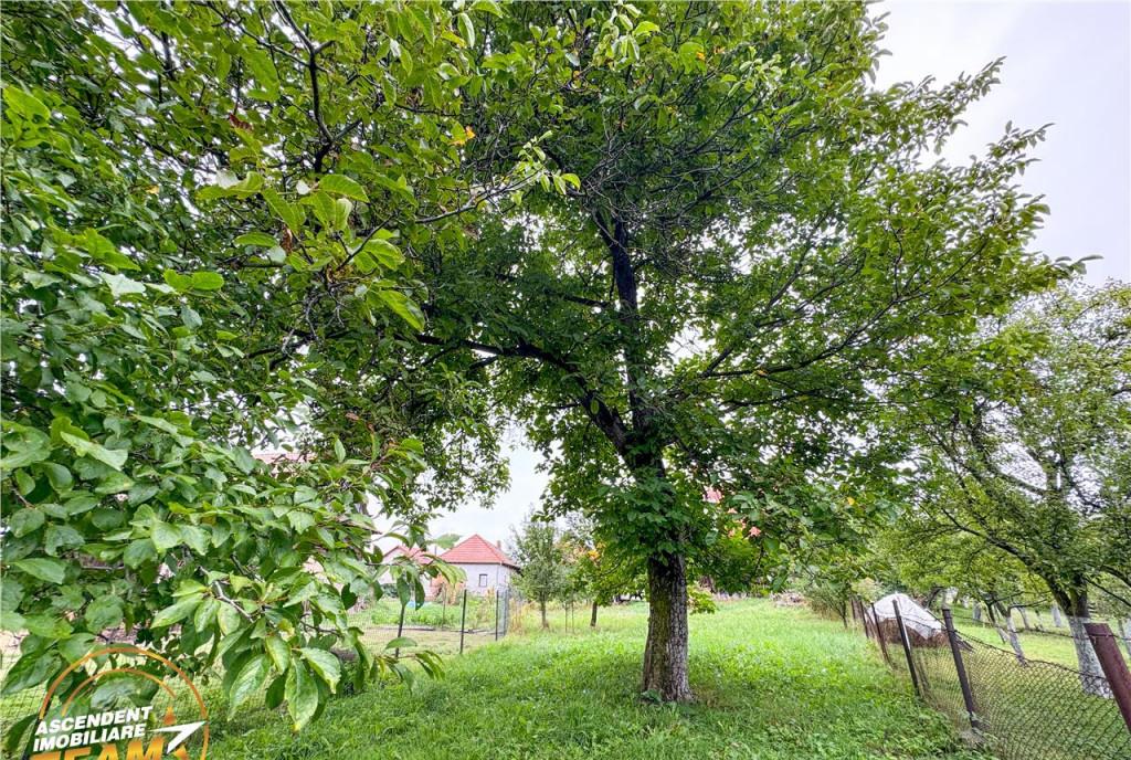 Film Domeniu de 1 660mp cu doua case atelier si anexe Lemn