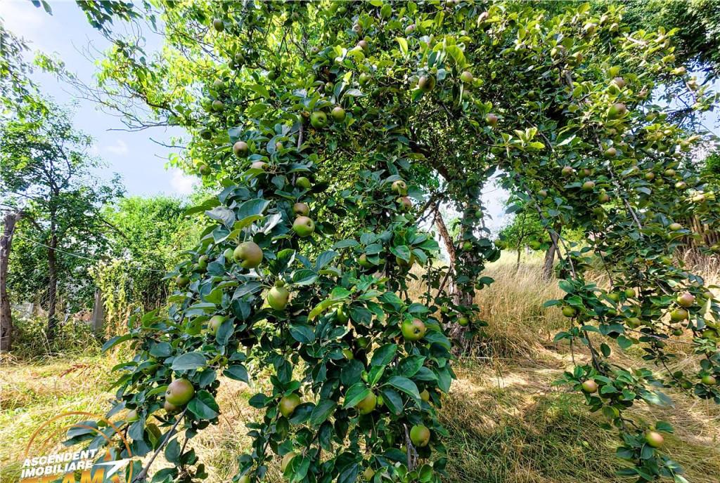 Casa traditionala lemn cu sura piatra Arcus Covas