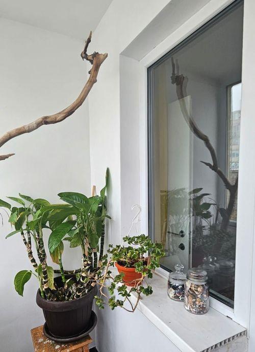 Apartament 2 camere zona Tomis iii