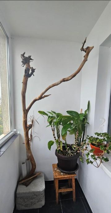 Apartament 2 camere - Zona Badea Cartan