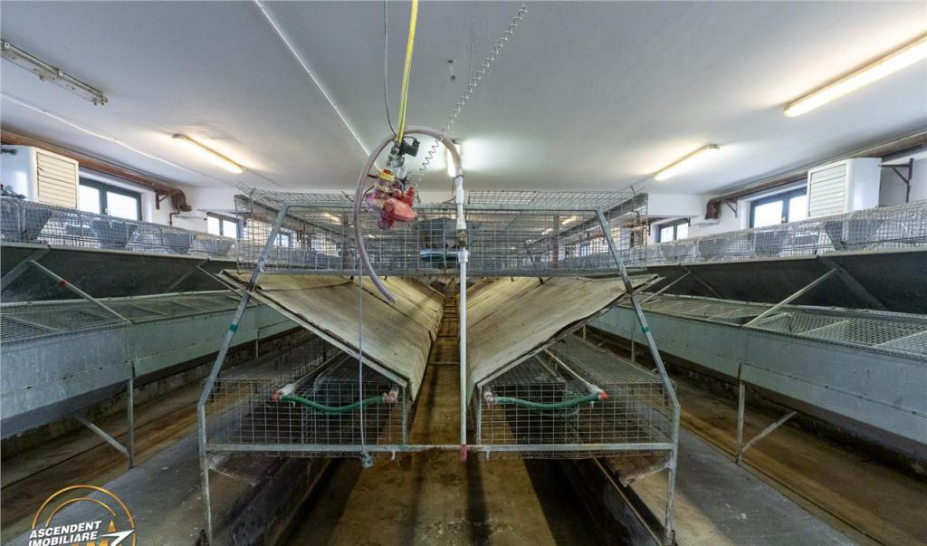 Film Ferma de iepuri Malnas Covasna domeniu comercial indu