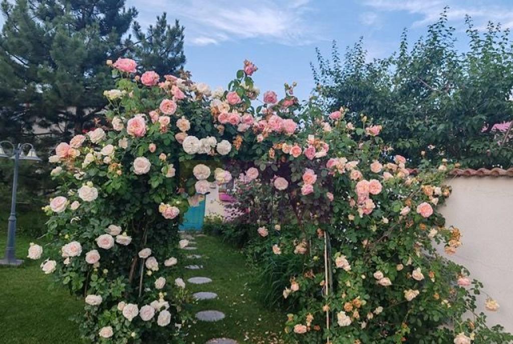 Casa Floreasca Dinamo